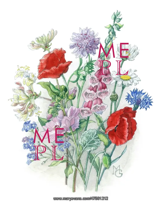 : Foxglove, poppies, cornflower, honeysuckle : Foxglove, poppies, cornflower, honeysuckle