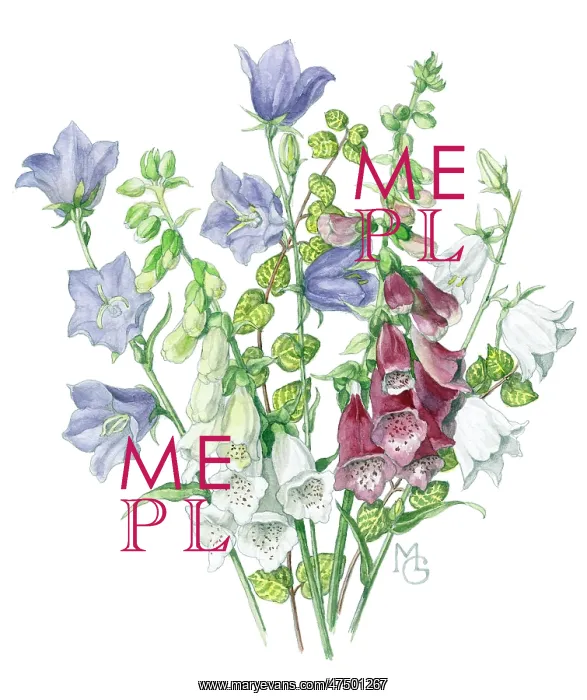 : Foxgloves and Campanulas : Foxgloves and Campanulas