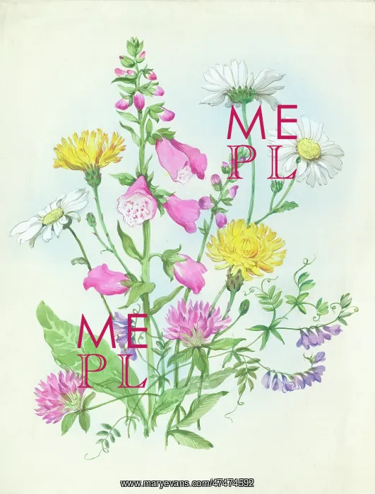  : Foxgloves, dogdaisies, tufted vetch and clover