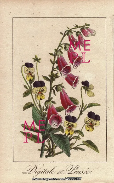 : Foxgloves and pansies, Digitalis purpurea and : Foxgloves and pansies, Digitalis purpurea and