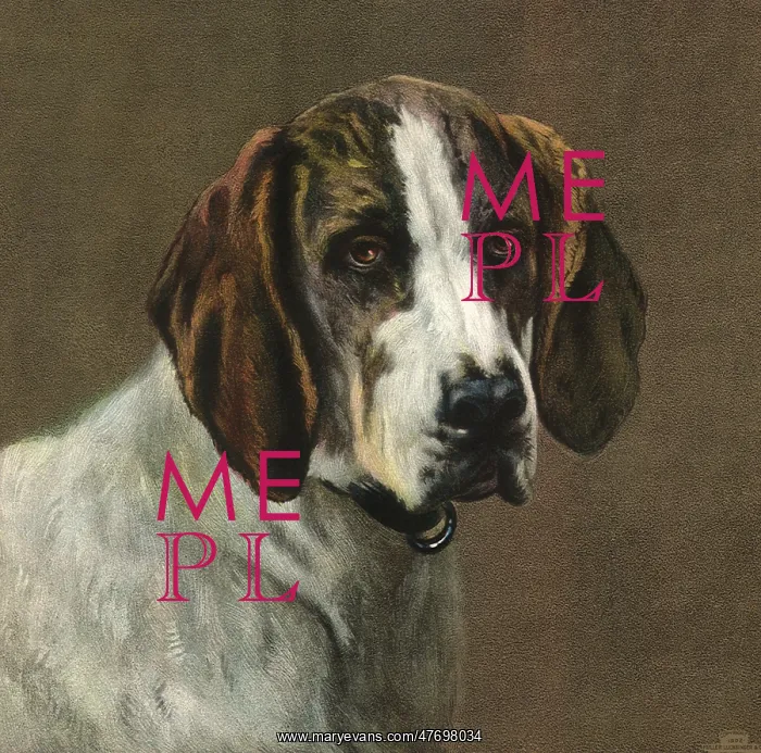  : Foxhound
