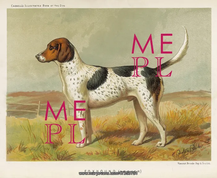  : FOXHOUND (BOOK OF DOG)