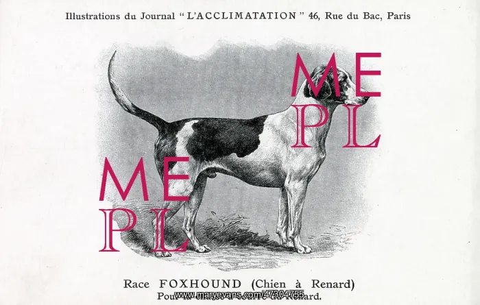 : Foxhound Dog : Foxhound Dog