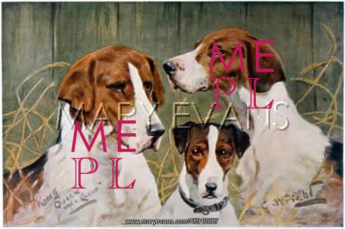  : THREE FOXHOUND HEADS