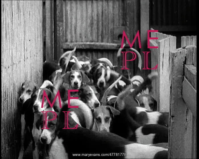 : Foxhounds Leaving Kennels : Foxhounds Leaving Kennels