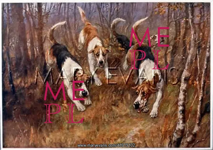  : FOXHOUNDS IN A WOOD