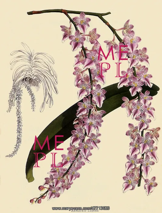 : Foxtail Orchids, AEorides Lobbii : Foxtail Orchids, AEorides Lobbii