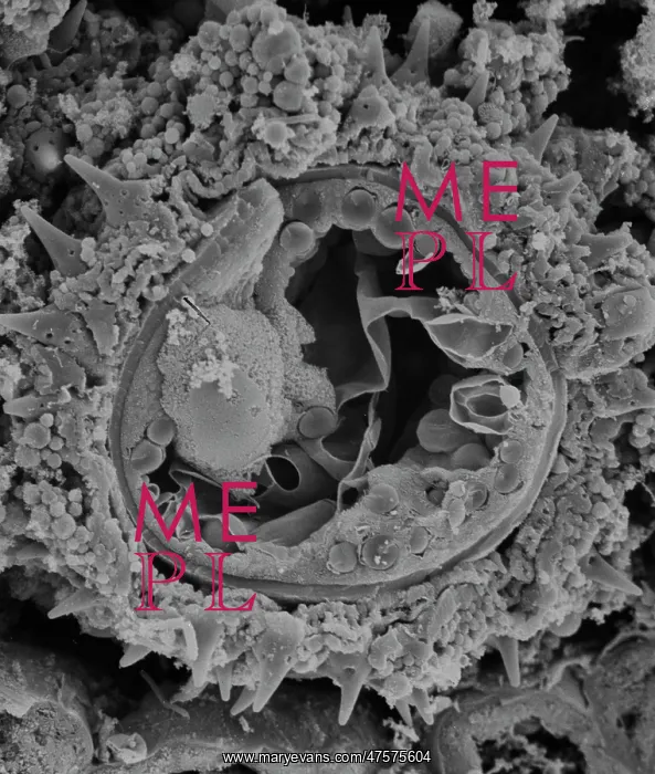 : Fractured pollen grain : Fractured pollen grain
