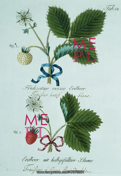 : Fragaria sp. strawberry : Fragaria sp. strawberry