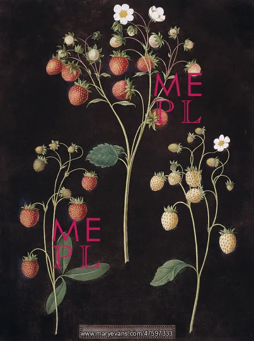 : Fragaria sp. strawberry : Fragaria sp. strawberry