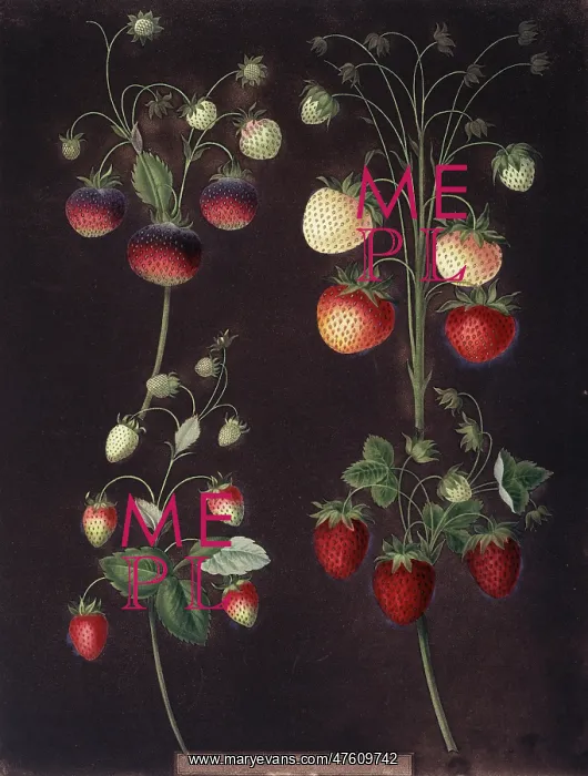 : Fragaria sp. strawberry : Fragaria sp. strawberry