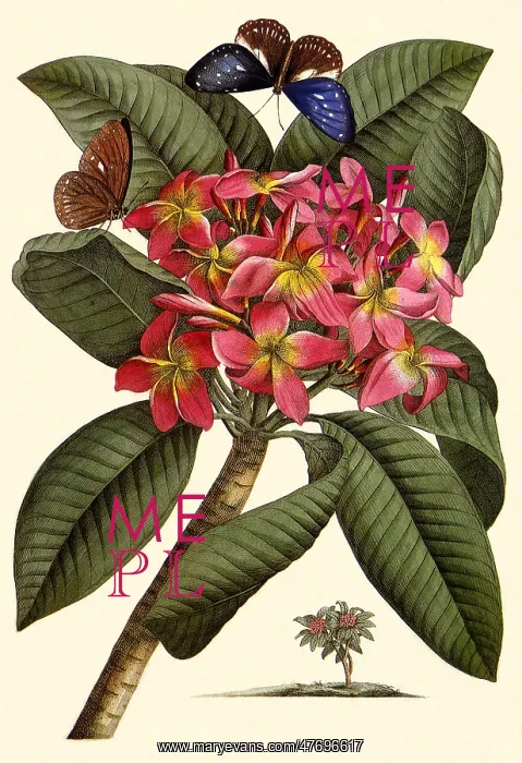 : Fragipani, Plumeria rubra : Fragipani, Plumeria rubra