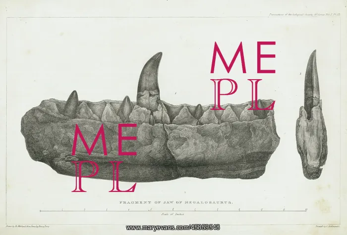 : Fragment of jaw of Megalosaurus : Fragment of jaw of Megalosaurus