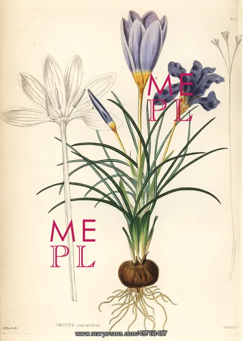 : Fragrant crocus, Crocus suaveolens : Fragrant crocus, Crocus suaveolens