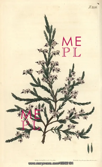 : Fragrant heath, Erica fragrans : Fragrant heath, Erica fragrans