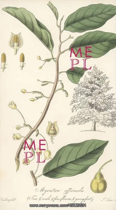 : Fragrant nutmeg, Myristica fragrans : Fragrant nutmeg, Myristica fragrans