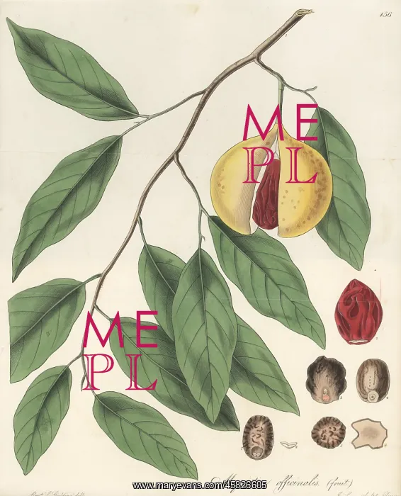 : Fragrant nutmeg, Myristica fragrans : Fragrant nutmeg, Myristica fragrans