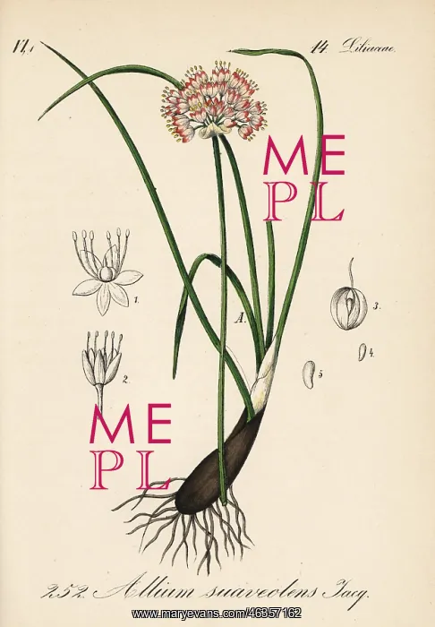 : Fragrant onion, Allium suaveolens : Fragrant onion, Allium suaveolens
