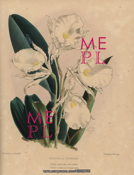 : Fragrant Trichopilia orchid with white and : Fragrant Trichopilia orchid with white and