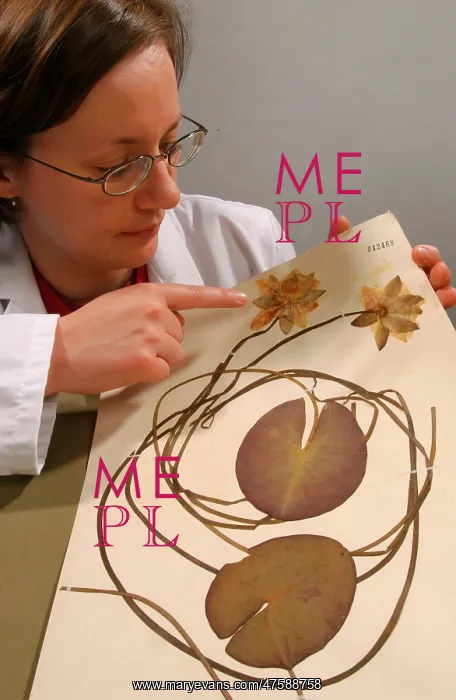 : Fran Kern with herbarium specimen : Fran Kern with herbarium specimen