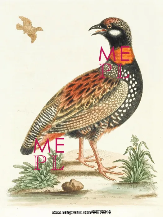  : The francolin