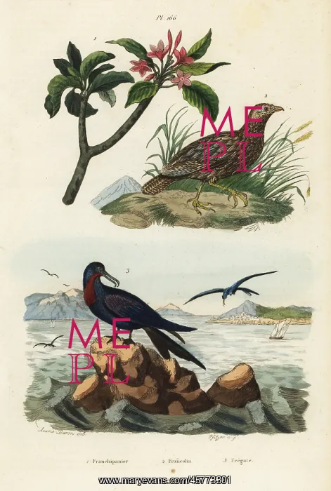 : Francolin, frigatebird and frangipani : Francolin, frigatebird and frangipani