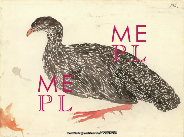 : Francolinus capensis, Cape francolin : Francolinus capensis, Cape francolin