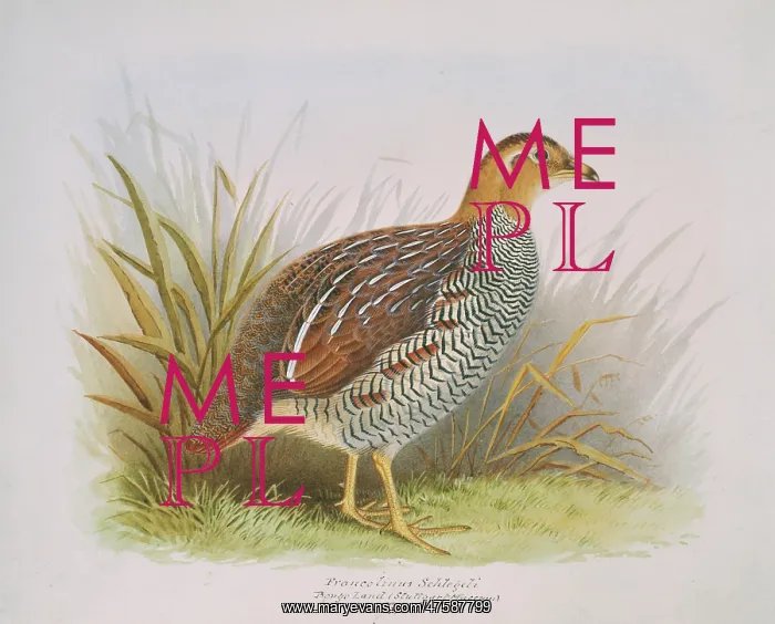 : Francolinus schlegeli, Schlegel's Francolin : Francolinus schlegeli, Schlegel's Francolin
