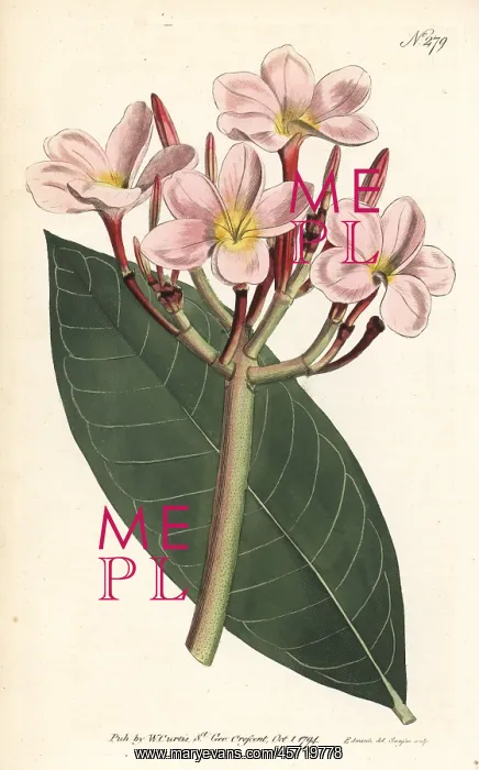 : Frangipani, Plumeria rubra : Frangipani, Plumeria rubra