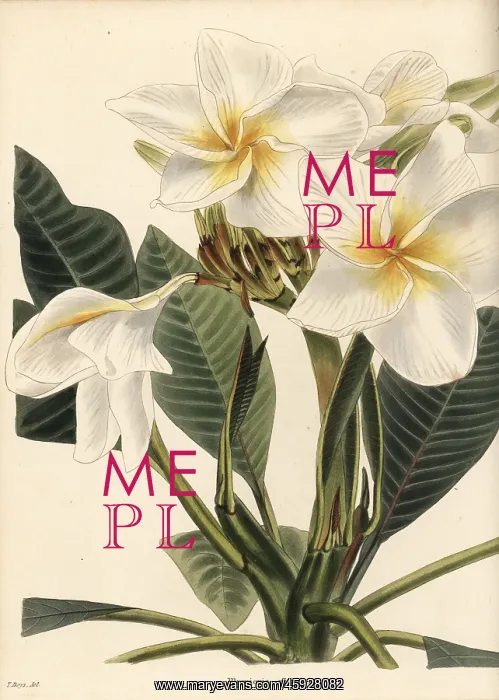 : Frangipani, Plumeria rubra : Frangipani, Plumeria rubra