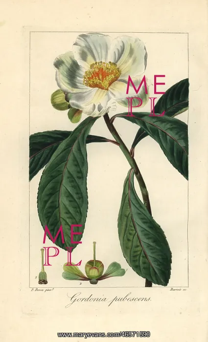 : Franklin tree, Franklinia alatamaha, extinct in the wild : Franklin tree, Franklinia alatamaha, extinct in the wild