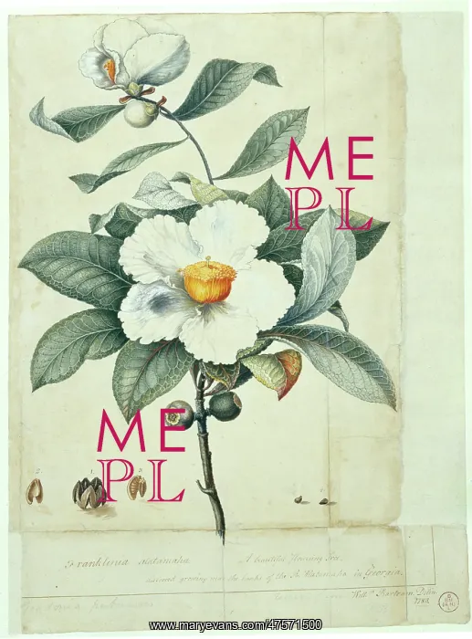 : Franklinia alatamaha, franklinia : Franklinia alatamaha, franklinia