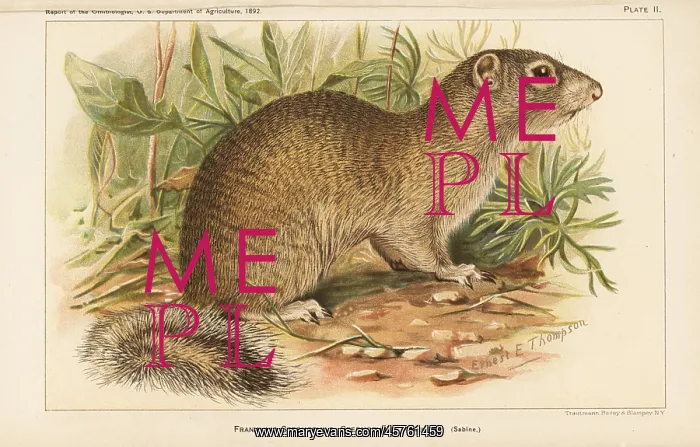 : Franklin's ground squirrel, Poliocitellus franklinii : Franklin's ground squirrel, Poliocitellus franklinii
