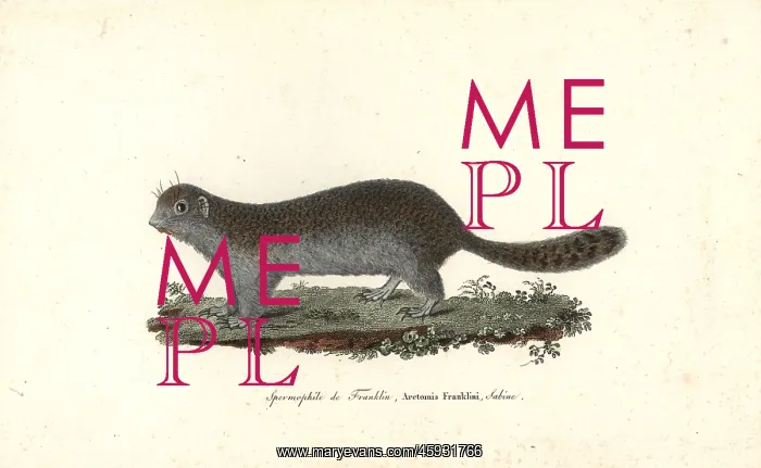 : Franklin's ground squirrel, Poliocitellus franklinii : Franklin's ground squirrel, Poliocitellus franklinii