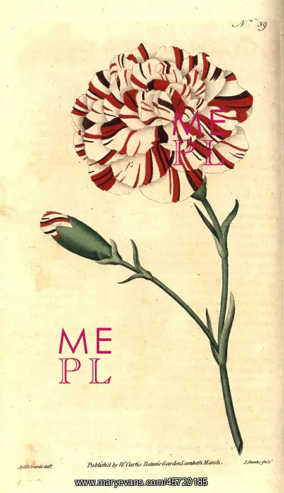 : Franklin's tartar, scarlet bizarre carnation : Franklin's tartar, scarlet bizarre carnation
