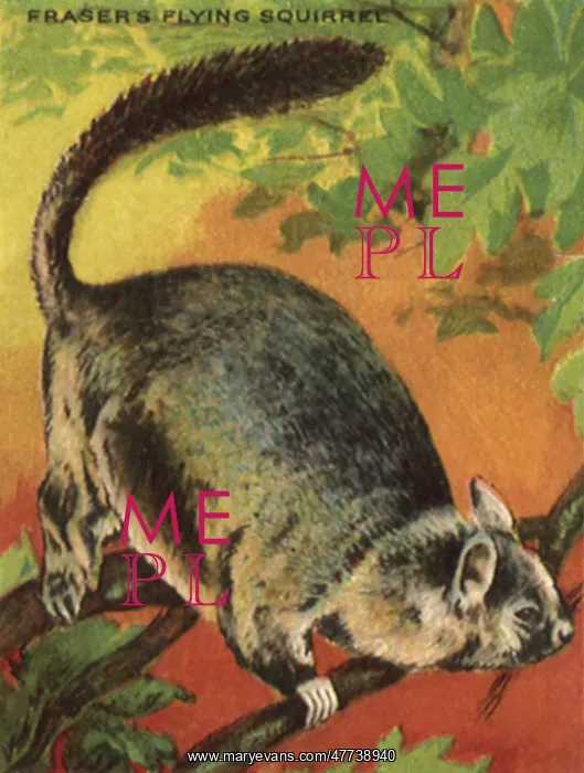  : Fraser's Flying Squirrel