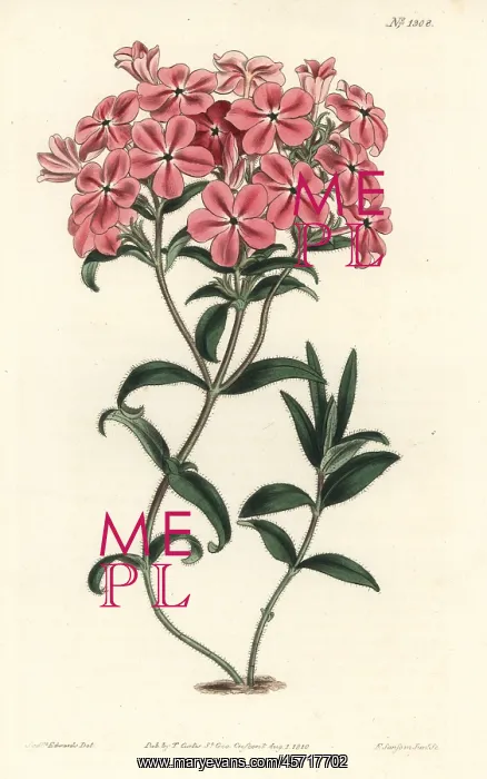 : Fraser's hairy phlox, Phlox amoena : Fraser's hairy phlox, Phlox amoena