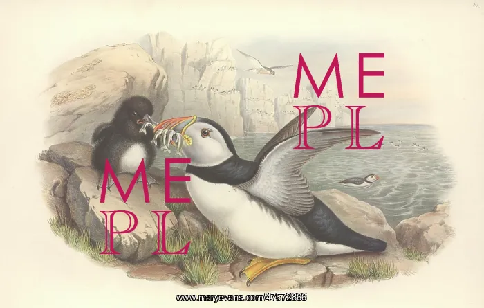 : Fratercula arctica, Atlantic puffin : Fratercula arctica, Atlantic puffin
