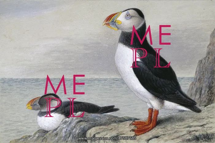 : Fratercula arctica, Atlantic puffin : Fratercula arctica, Atlantic puffin