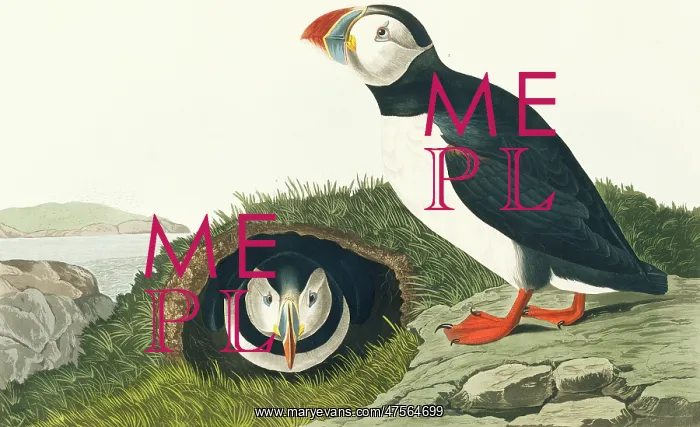 : Fratercula artica, Atlantic puffin : Fratercula artica, Atlantic puffin