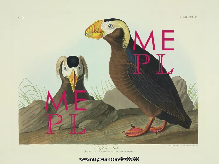 : Fratercula cirrhata, tufted puffin : Fratercula cirrhata, tufted puffin