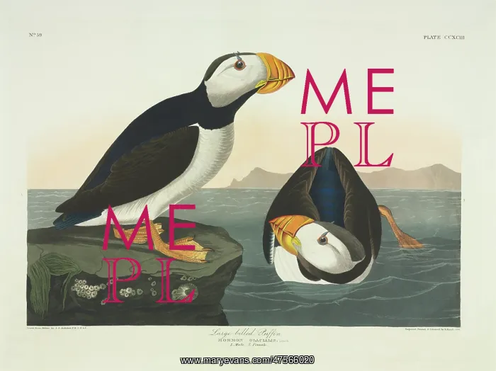 : Fratercula corniculata, horned puffin : Fratercula corniculata, horned puffin