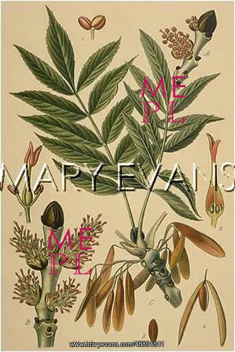  : FRAXINUS EXCELSIOR
