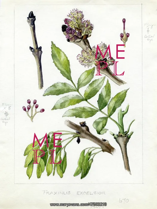 : Fraxinus excelsior -common ash : Fraxinus excelsior -common ash