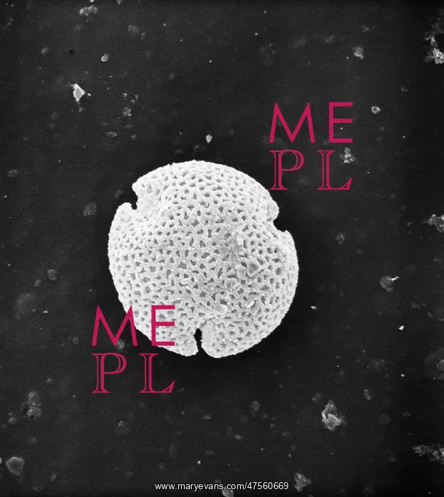 : Fraxinus excelsior, weeping ash pollen : Fraxinus excelsior, weeping ash pollen
