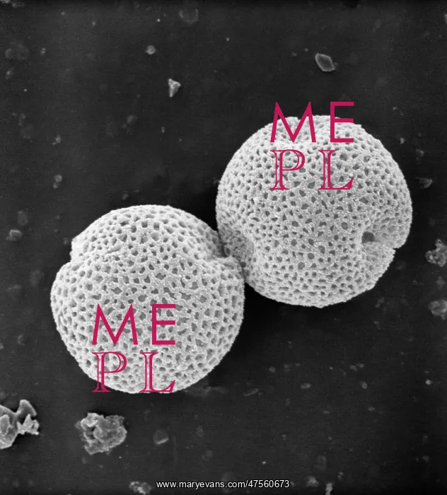 : Fraxinus excelsior, weeping ash pollen : Fraxinus excelsior, weeping ash pollen