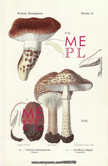 : Freckled dapperling and European matsutake : Freckled dapperling and European matsutake