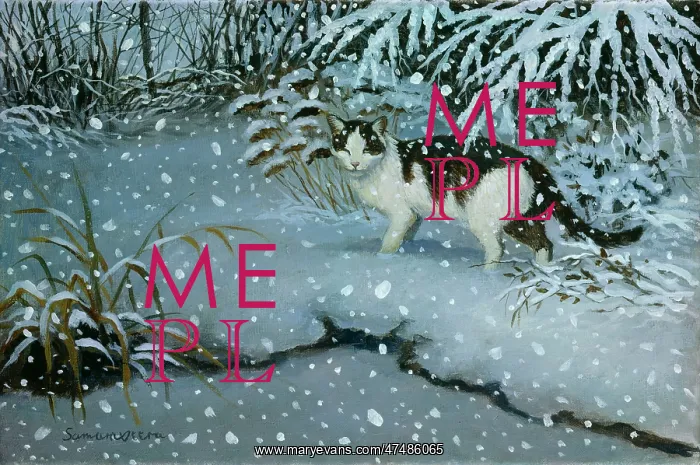 : Fred by the Frozen Pool ' black and white cat : Fred by the Frozen Pool ' black and white cat