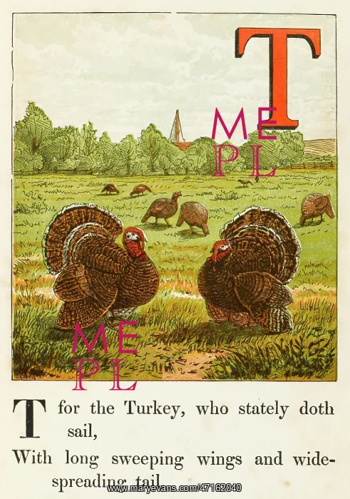 : FREE RANGE TURKEYS : FREE RANGE TURKEYS