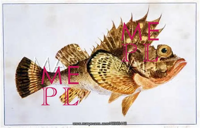 : Freemantle Devil Fish : Freemantle Devil Fish